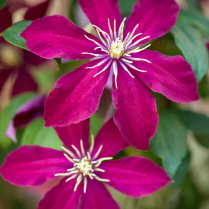 Clematis 'Niobe', rot*