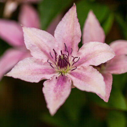 Clematis 'Pink Fantasy', rosa*