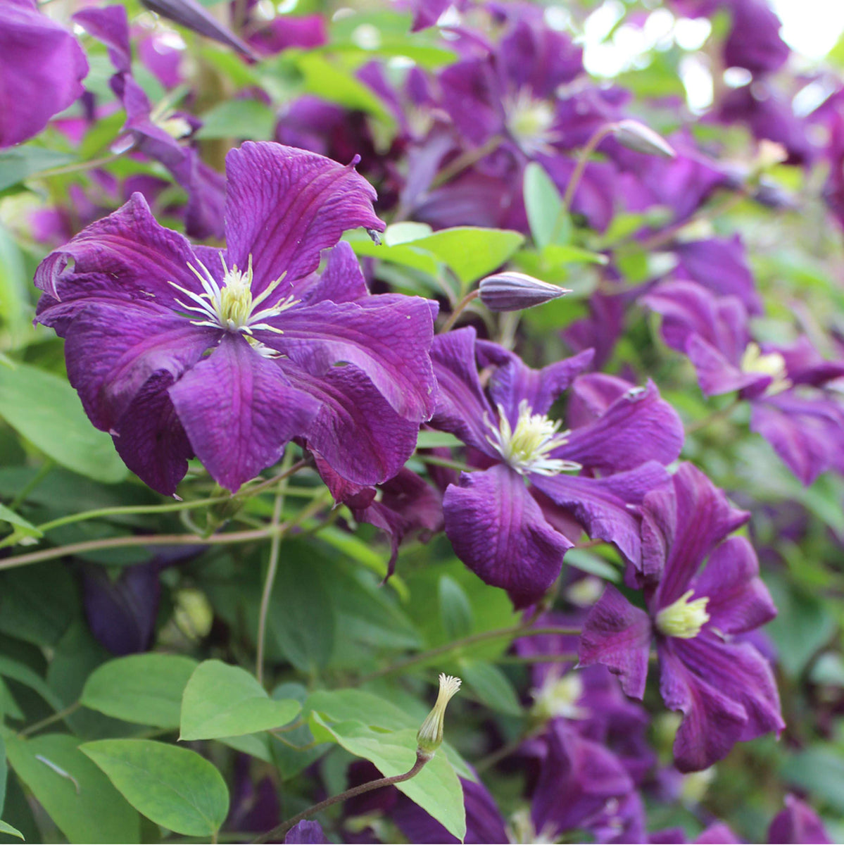 Clematis 'Polish Spirit', violett*