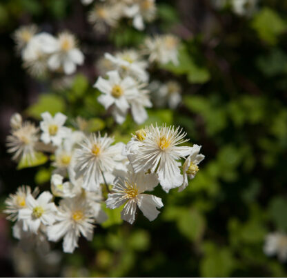 Clematis 'Summer Snow', weiß*