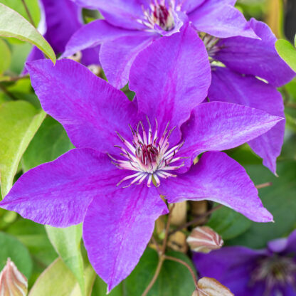 Clematis 'The President', rot*