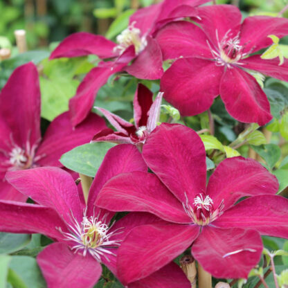 Clematis 'Westerplatte', rot*