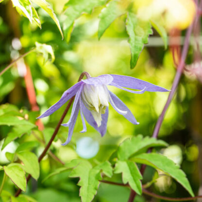 Clematis, weiß*