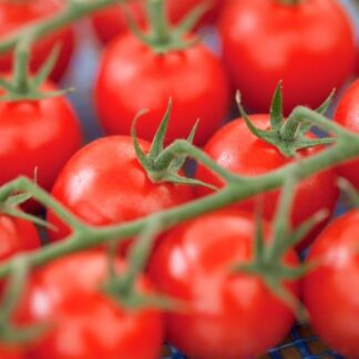 Cocktailtomate 'Sweet Cherry', veredelt*