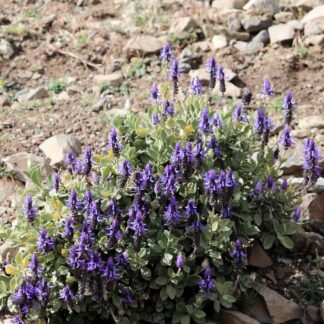Coleus 'Dackel ab®' - Pflanze, violett*