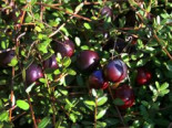 Cranberry / Moosbeere 'Pilgrim', 20-40 cm, Vaccinium macrocarpon 'Pilgrim', Containerware*