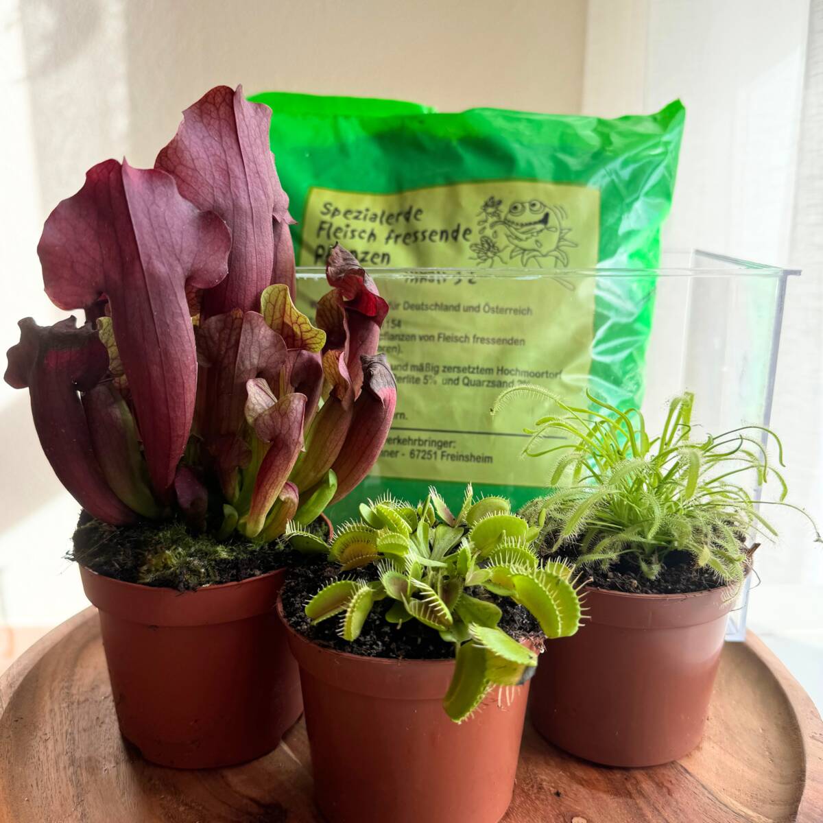 DIY Zimmerpflanzen-Set "Exotische Fänger", 3 Pflanzen, 3 Pflanzen, Pflanzkasten, Spezialerde*