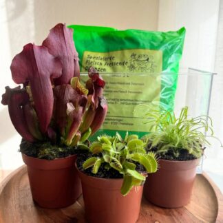 DIY Zimmerpflanzen-Set "Exotische Fänger", 3 Pflanzen, Pflanzkasten, Spezialerde*