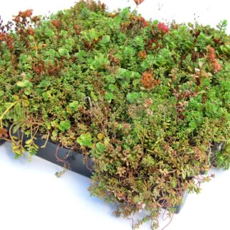 Dachbegrünung Gründach Sedum Klick System 37x57cm*