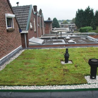 Dachbegrünung Gründach Sedummatten pro m2*