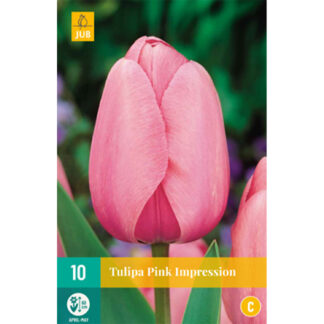 Darwin-Hybrid Tulpe 'Pink Impression' - 7 Stück Liefergröße: Zwiebelgröße 11/12*