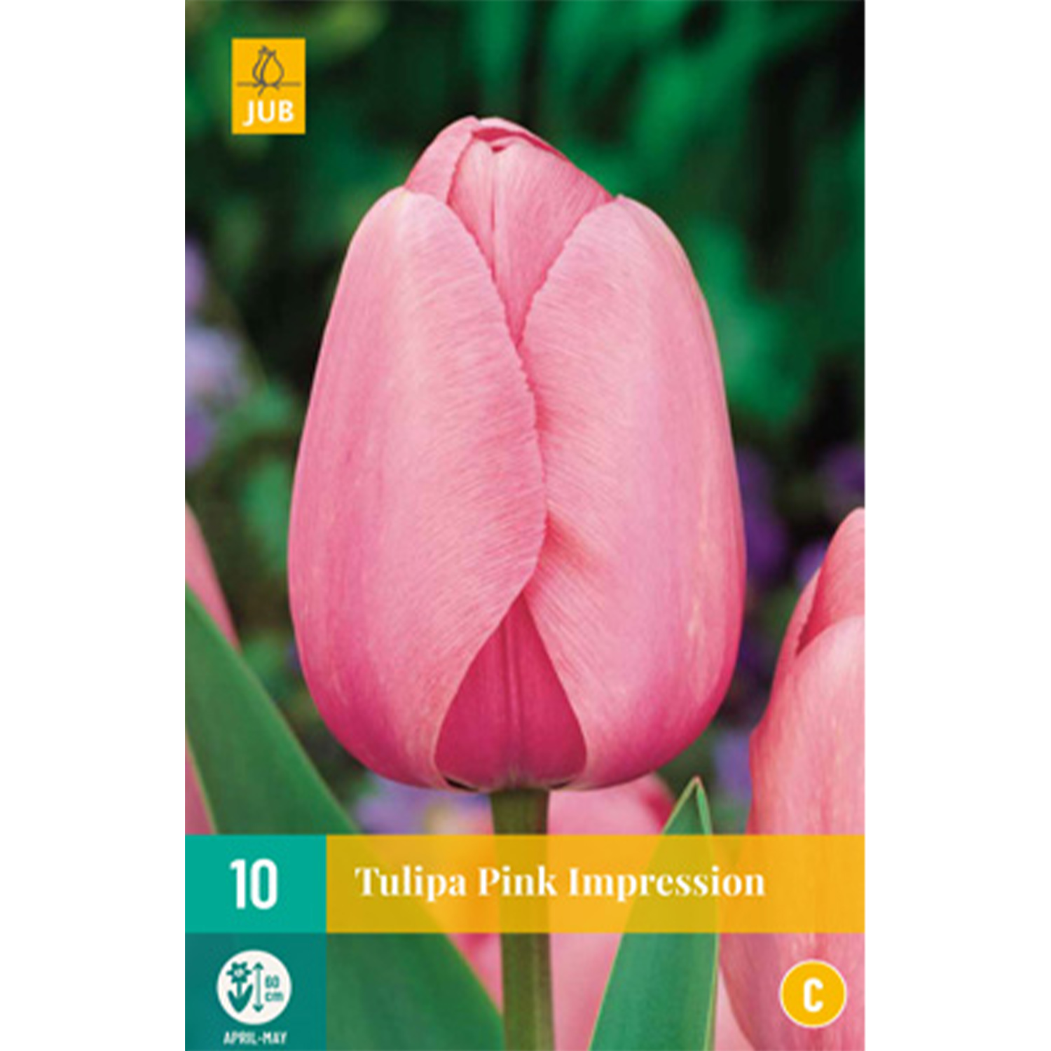 Darwin-Hybrid Tulpe 'Pink Impression' - 7 Stück Liefergröße: Zwiebelgröße 11/12*
