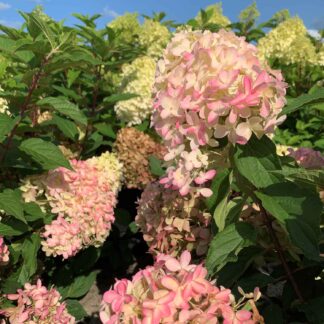Dauerblühende Rispenhortensie 'Pinkachu®', 5 Liter, 40 - 60 cm Liefergröße: 40 cm - 60 cm*