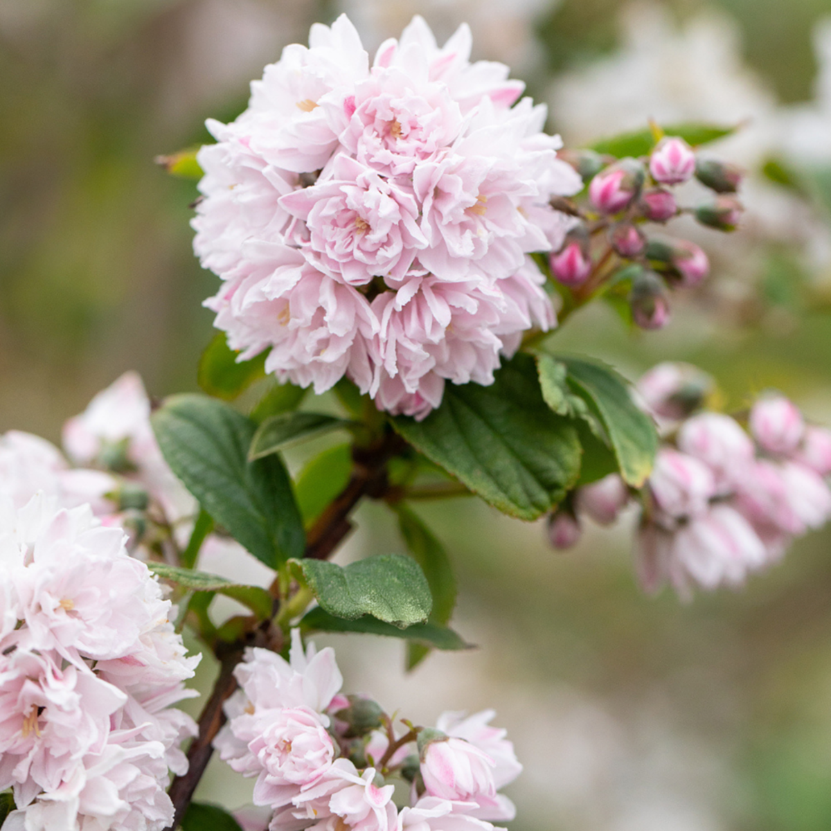 Deutzie 'Pink Pom Pom', rosa*