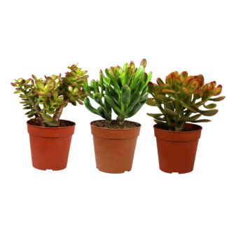 Dickblatt, 3 Pflanzen, 3 Pflanzen*