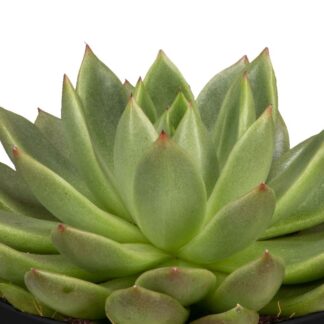 Dickblatt 'Miranda'*