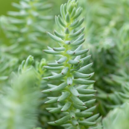 Dickrosettige Felsen-Fettblatt, blau*