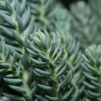 Dickrosettige Felsen-Fetthenne, blau*
