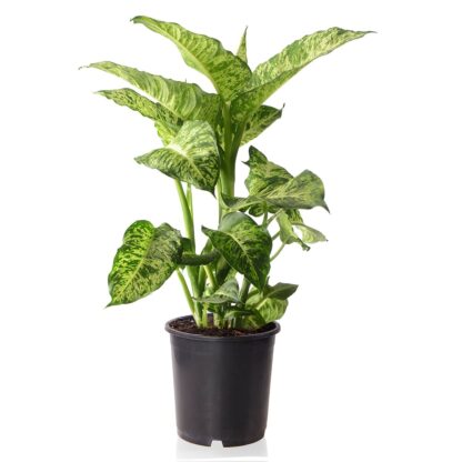 Dieffenbachia Mars*