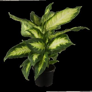Dieffenbachie 'Camilla'*
