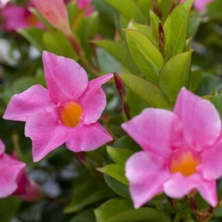 Dipladenia 'Sundaville®' Busch, rosa*