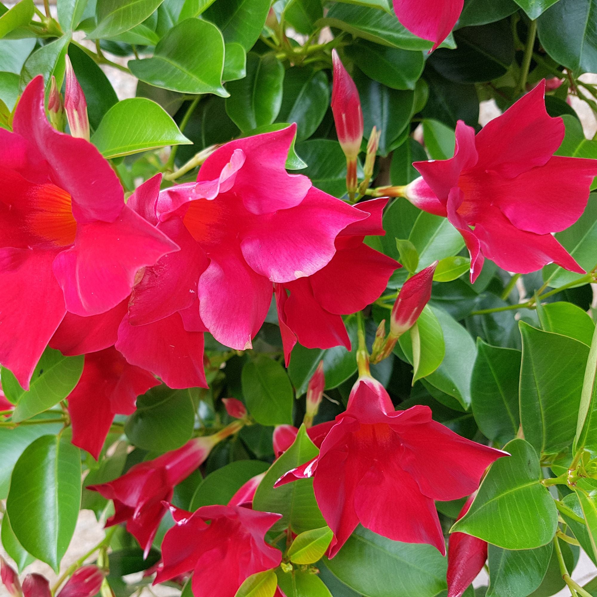 Dipladenia 'Sundaville®' Busch, rot*