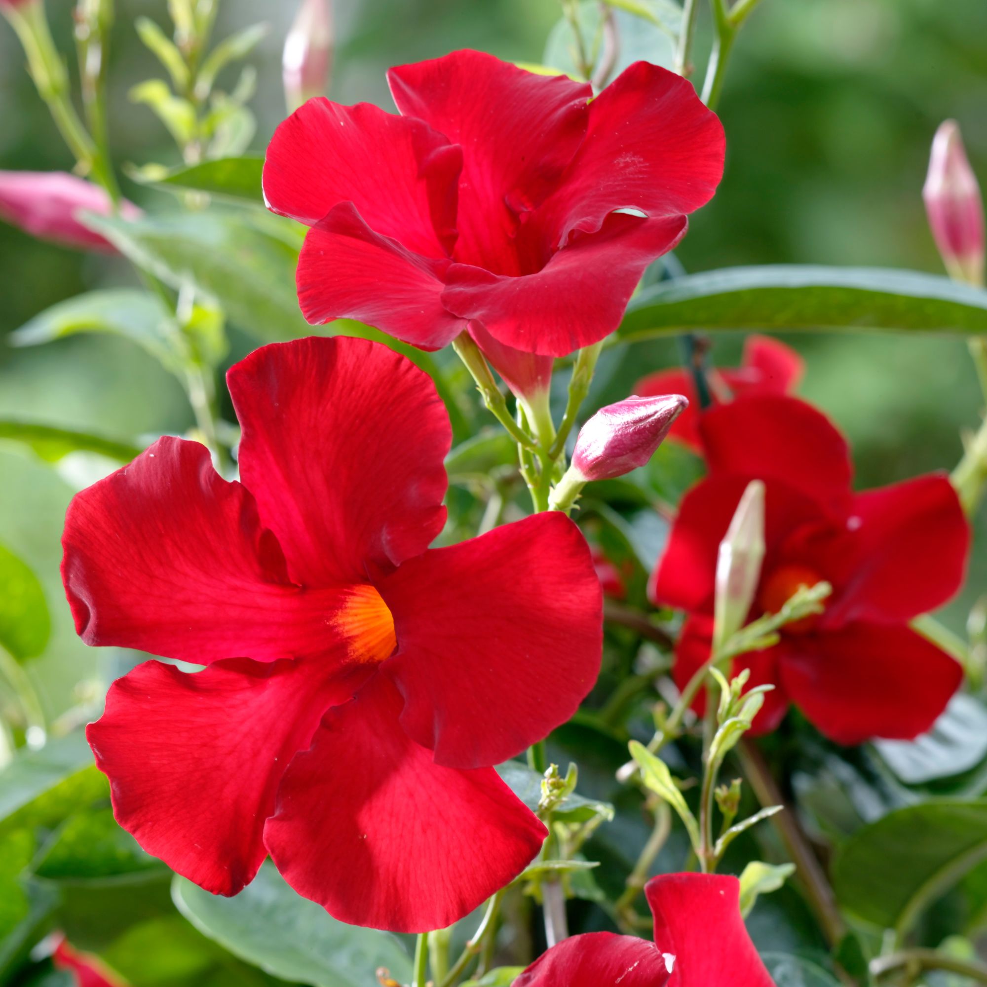 Dipladenia 'Sundaville®' Pyramide, rot*