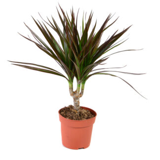 Drachenbaum 'Magenta'*