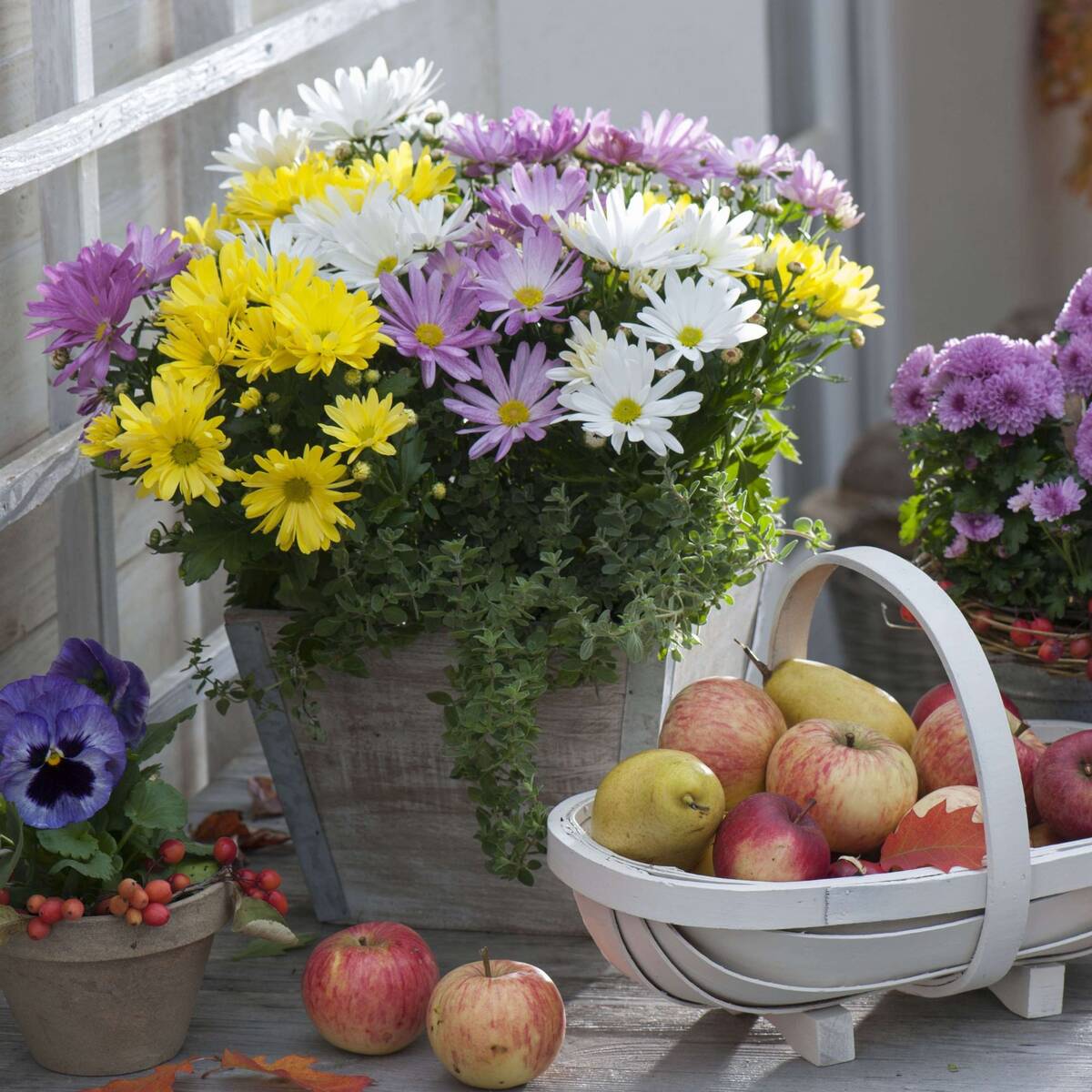 Dreifarbige Herbst-Chrysantheme, bunt*