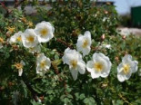 Dünenrose / Bibernellrose, 40-60 cm, Rosa pimpinellifolia, Containerware*