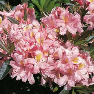 Duft-Azalee 'Juniduft', 5 Liter, 30 - 40 cm Liefergröße: 30-40 cm*