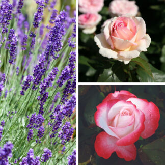 Duftendes Rosen- & Lavendelbeet, 7 Pflanzen, bunt*