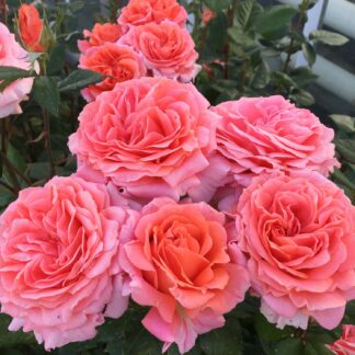 Duftrose NIRParfum® 'Amour de Molene®', 5 Liter, A-Qualität, 3 starke Triebe Liefergröße: drei starke Triebe*