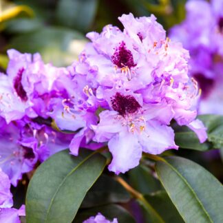Easydendron® 'Blue Peter', blau*