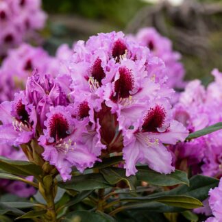 Easydendron® 'Kabarett®', rosa*