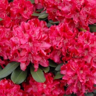 Easydendron® 'Karl Naue', rot*