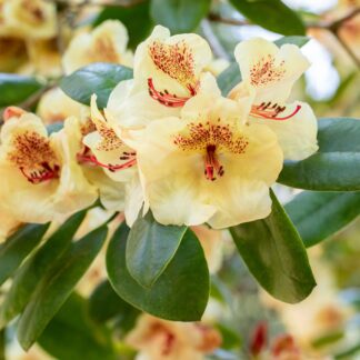 Easydendron® 'Viscy', gelb*
