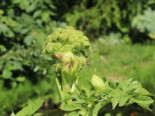 Echte Engelwurz, Angelica archangelica, Containerware*