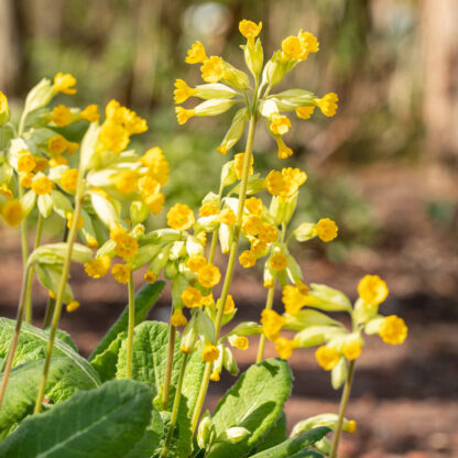 Echte Schlüsselblume 'Pure Yellow', gelb*