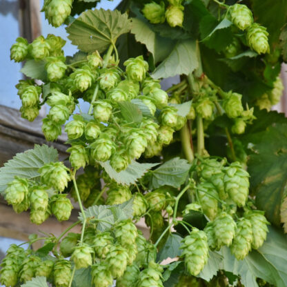 Echter Hopfen 'Hallertauer Tradition', grün*