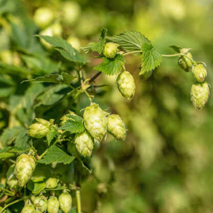 Echter Hopfen 'Nordbrau', grün*