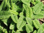 Echter Ziest 'Ukkie', Stachys officinalis 'Ukkie', Topfware*