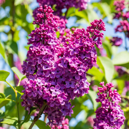 Edelflieder 'Andenken an Ludwig Späth', violett*