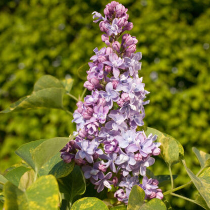 Edelflieder 'Aucubaefolia', blau*