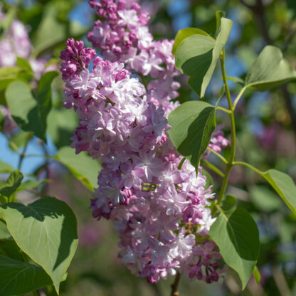 Edelflieder 'Michel Buchner', violett*