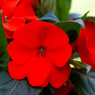 Edellieschen, rot*