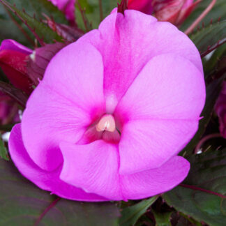 Edellieschen, violett*