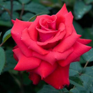 Edelrose 'Grande Amore®' - ADR-Rose, 5 Liter, 3 starke Triebe, A-Qualität Liefergröße: mindestens 3 starke Triebe*