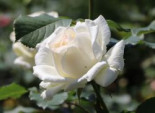 Edelrose 'Irina' ®, Rosa 'Irina' ®, Wurzelware*