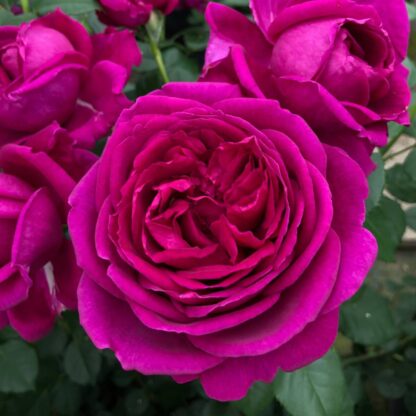 Edelrose Parfum de Nature® 'Für Elise®', violett*